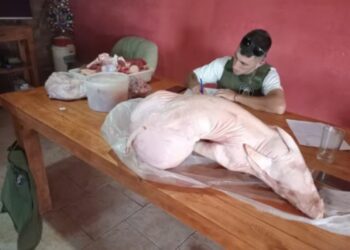 Robo de ganado en Arrecifes: detienen a dos acusados