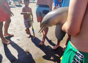 Idiotas hicieron morir a un delfín en Mar del Tuyú