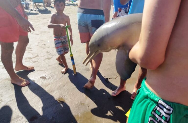 Idiotas hicieron morir a un delfín en Mar del Tuyú