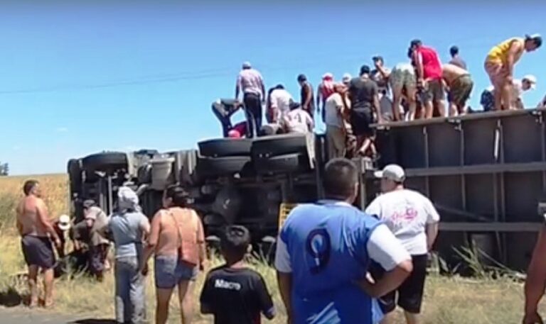 Volcó un camión con vacas y las carnearon en el lugar