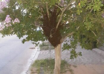 Preocupación por gran enjambre de abejas