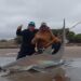 Increíble: pescaron un tiburón en Claromecó