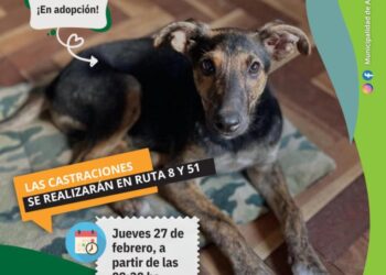 Otro jueves de castraciones gratuitas en Arrecifes