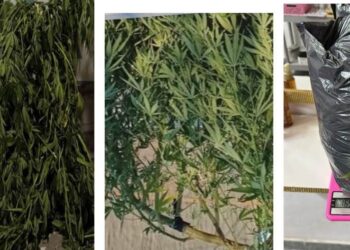 Hermanos se pelearon por plantas de marihuana y la madre cortó por lo sano