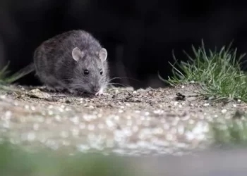 Arrecifeño con Hantavirus fue internado en Pergamino