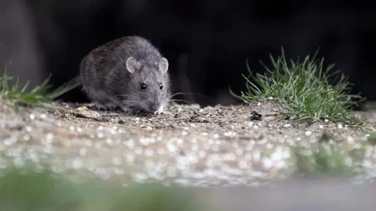 Arrecifeño con Hantavirus fue internado en Pergamino