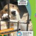 Nuevo jueves de castraciones gratuitas y perros para adoptar