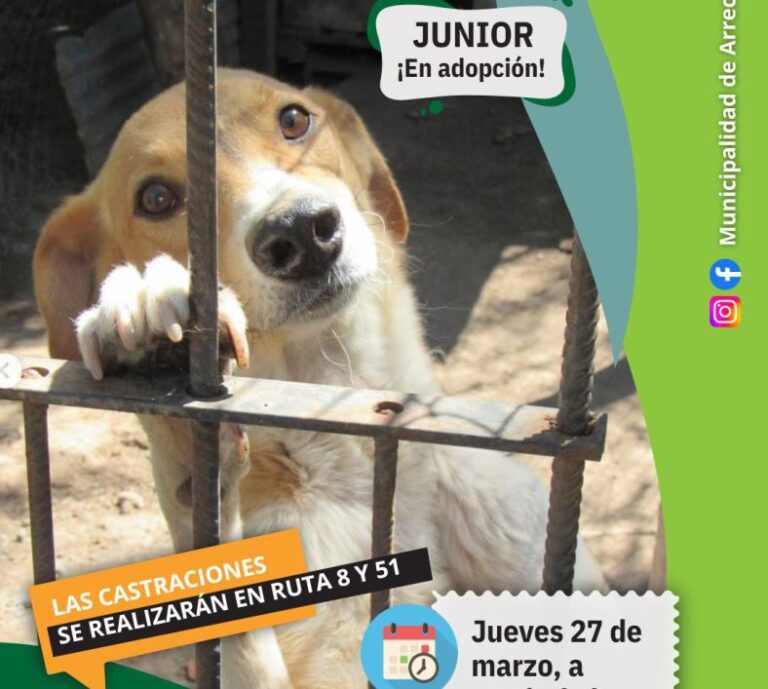 Nuevo jueves de castraciones gratuitas y perros para adoptar