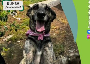 Jueves de castraciones en Arrecifes