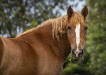 Robaron un caballo en Avenida Lavalle