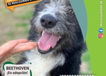 Jueves de castraciones: ahora es con turnos