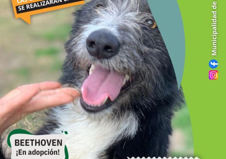 Jueves de castraciones: ahora es con turnos