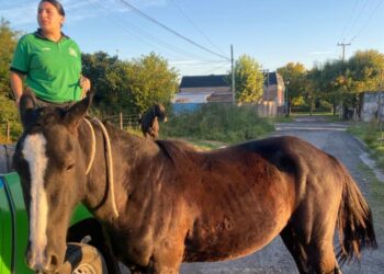 Operativos de tránsito: secuestraron motos y caballos