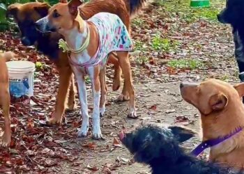 Información para quienes hayan perdido a sus mascotas en la inundación