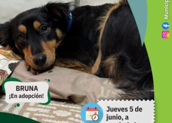 Jueves de castraciones gratuitas