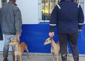 Detenidos por cazar liebres
