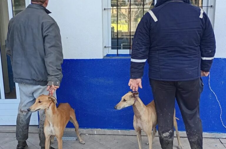 Detenidos por cazar liebres