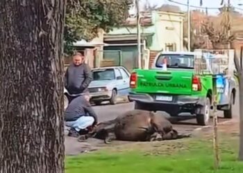 Qué pasó con el caballo que cayó muerto mientras era llevado de tiro