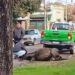 Qué pasó con el caballo que cayó muerto mientras era llevado de tiro