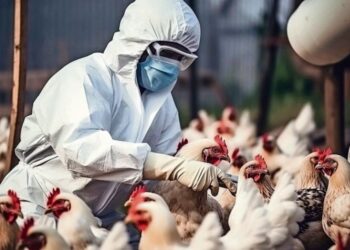 Senasa detectó un brote de gripe aviar en Arrecifes
