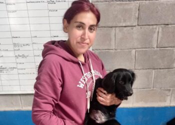 Castraciones de mascotas en el centro de evacuados