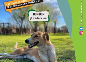 Nuevo jueves de castraciones gratuitas