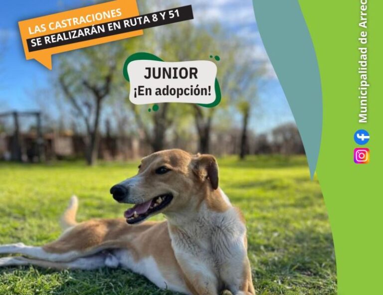 Nuevo jueves de castraciones gratuitas