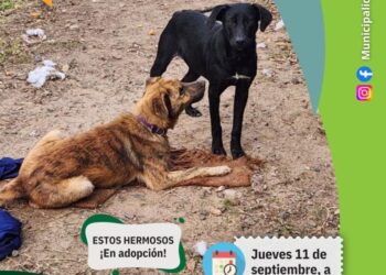 Sigue la campaña de castraciones gratuitas