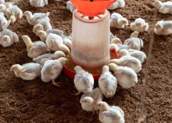 Importante robo en granja avícola de Arrecifes