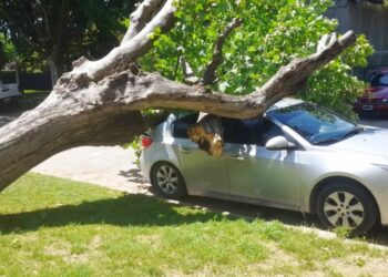 Un árbol cayó sobre un auto en Todd