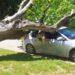 Un árbol cayó sobre un auto en Todd