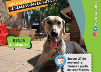 Jueves de castraciones y vacunación antirrábica gratuitas