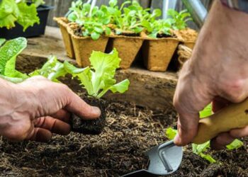 “Huerta Tejiendo Redes” en el Hospital de Arrecifes