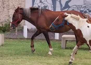 Secuestraron dos caballos sueltos en la calle