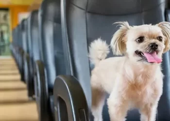 El Gobierno autorizó el traslado de mascotas en transporte público