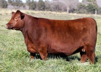 Robaron y faenaron una vaquillona en un campo