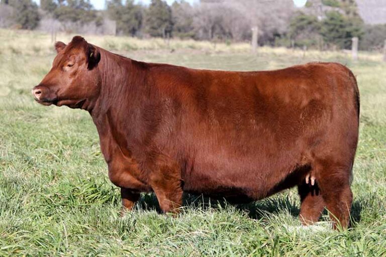 Robaron y faenaron una vaquillona en un campo