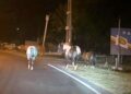 Alertan por caballos sueltos en la ciudad