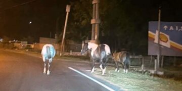 Alertan por caballos sueltos en la ciudad