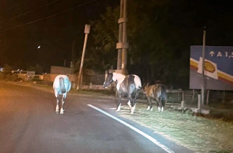 Alertan por caballos sueltos en la ciudad