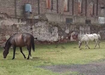 Vecinos reclamaron por caballos sueltos y la Municipalidad los secuestró