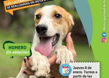 Otro jueves de castraciones gratuitas en Arrecifes