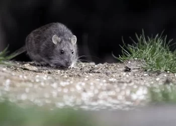 Con el de Arrecifes, son cinco los casos letales de hantavirus en la Provincia