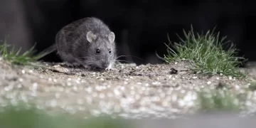 Con el de Arrecifes, son cinco los casos letales de hantavirus en la Provincia