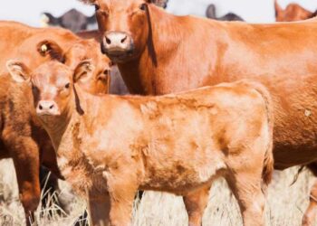 Robo de ganado en Arrecifes