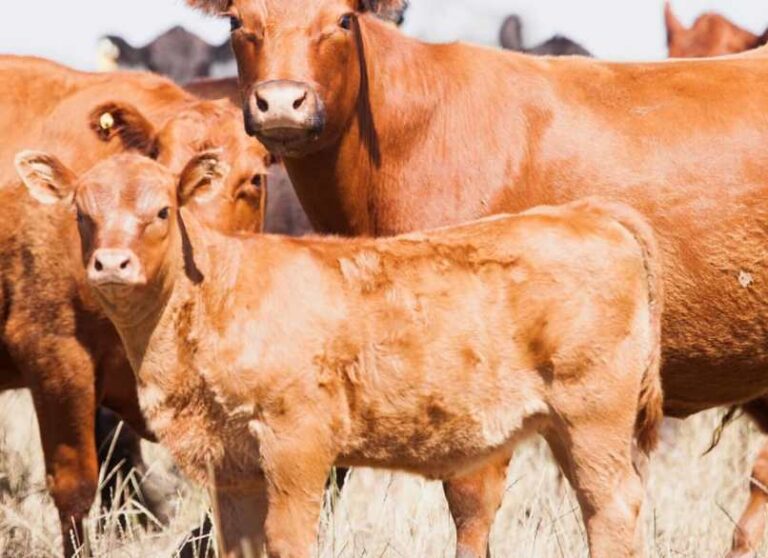 Robo de ganado en Arrecifes