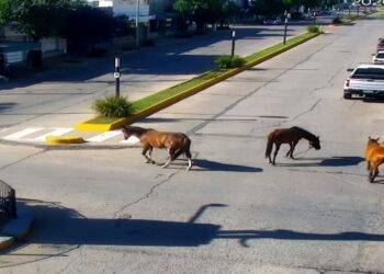 Los caballos sueltos llegaron al centro y tres fueron secuestrados