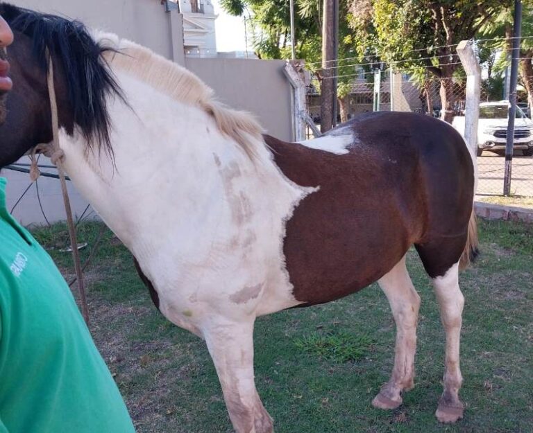 Secuestran otro caballo suelto