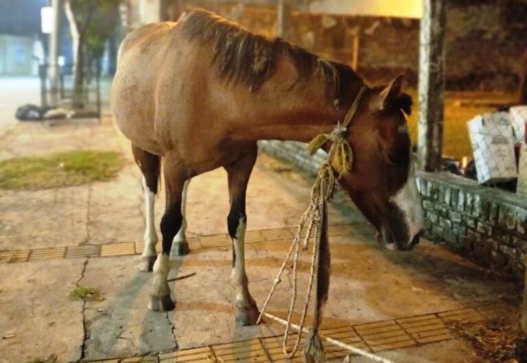Siguen agarrando caballos sueltos en Arrecifes