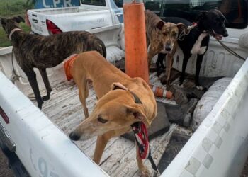 Los detuvieron cazando con galgos